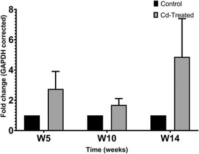 Chronic Cadmium Exposure Alters Cardiac Matrix Metalloproteinases in the Heart of Sprague-Dawley Rat